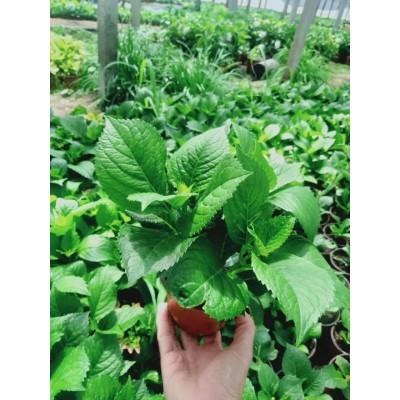绣球 绣球价格 八仙花产地