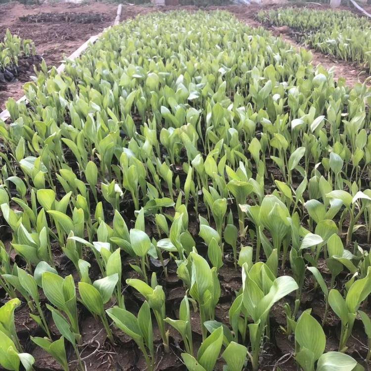 青州宿根花卉基地 玉簪种苗供应商 价低货优