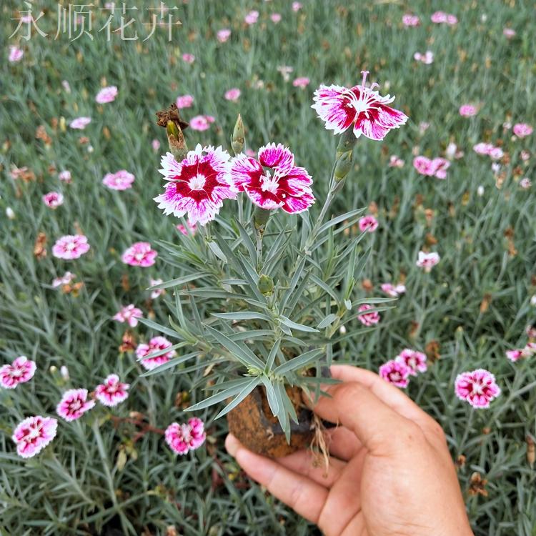 彩虹石竹 彩虹石竹价格 花海花卉彩虹石竹 彩虹石竹基地