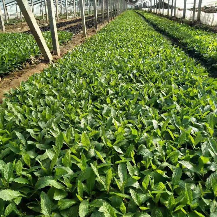 柳叶马鞭草园艺绿花花卉 马鞭草基地自产自销