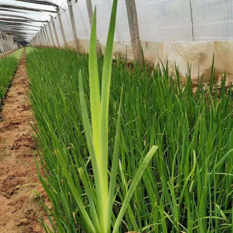 青州黄菖蒲价格 山东黄菖蒲基地
