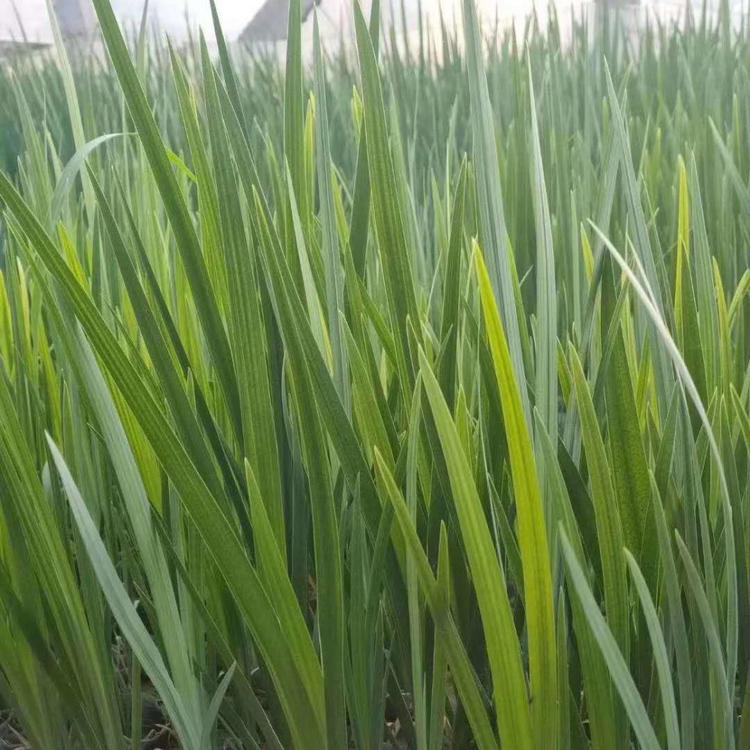 山东水生鸢尾基地供应各种鸢尾