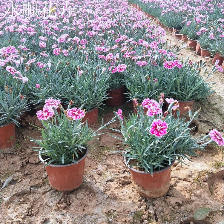 基地大量供应彩虹石竹 彩虹石竹价格 花海花卉彩虹石竹