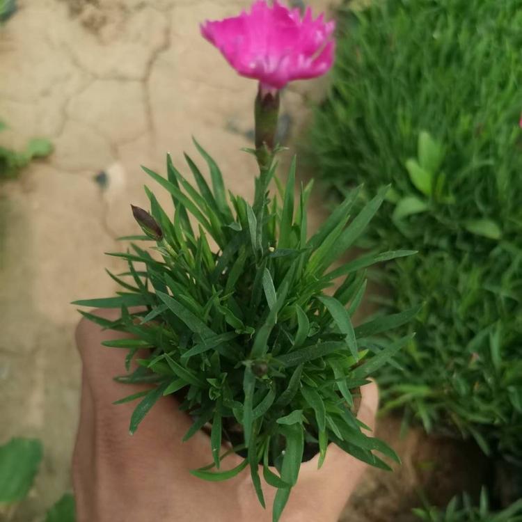 欧石竹小苗欧石竹穴盘苗价格欧石竹批发欧石竹基地