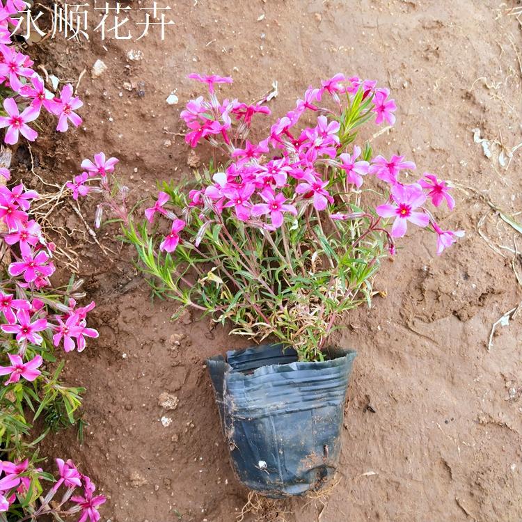 丛生福禄考 芝樱花 花海花卉丛生福禄考价格 芝樱花价格