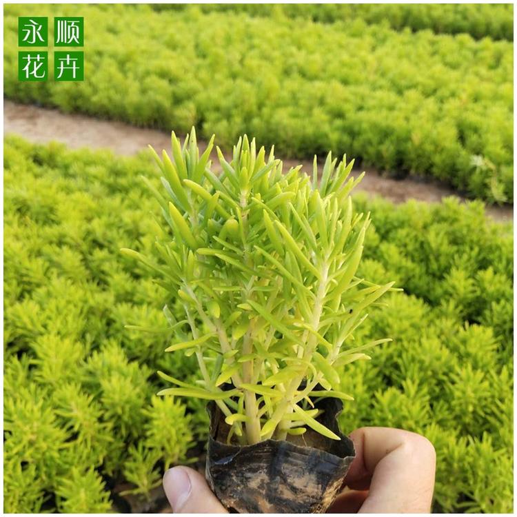 佛甲草 青叶佛甲草 屋顶绿化佛甲草 基地大量供应佛甲草 绿叶佛甲草价格