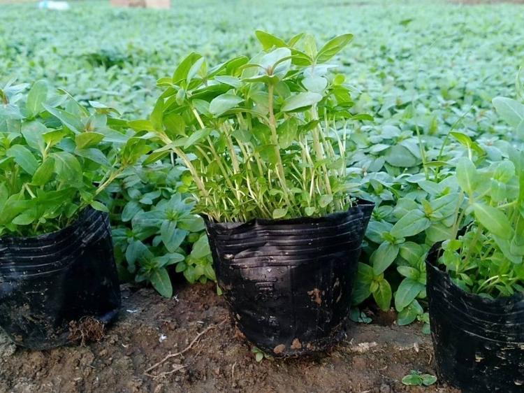 青州水生植物基地 杯苗千屈菜