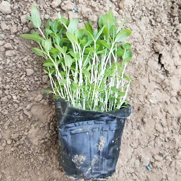 山东千屈菜价格 水生植物千屈菜