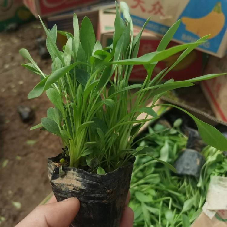 大花金鸡菊批发大花金鸡菊批发大花金鸡菊批发量大从优