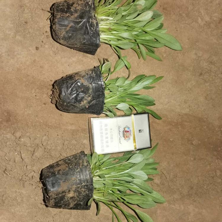 大花金鸡菊价格供应金鸡菊小苗批发大花金鸡菊基地价格大花金鸡菊批发供应