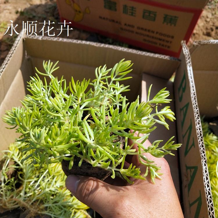 金叶佛甲草 黄金条黄金草 屋顶绿化金叶佛甲草 基地大量供应佛甲草 佛甲草价格