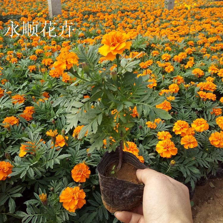 青绿苔草 批发供应青绿苔草 基地直供青绿苔草