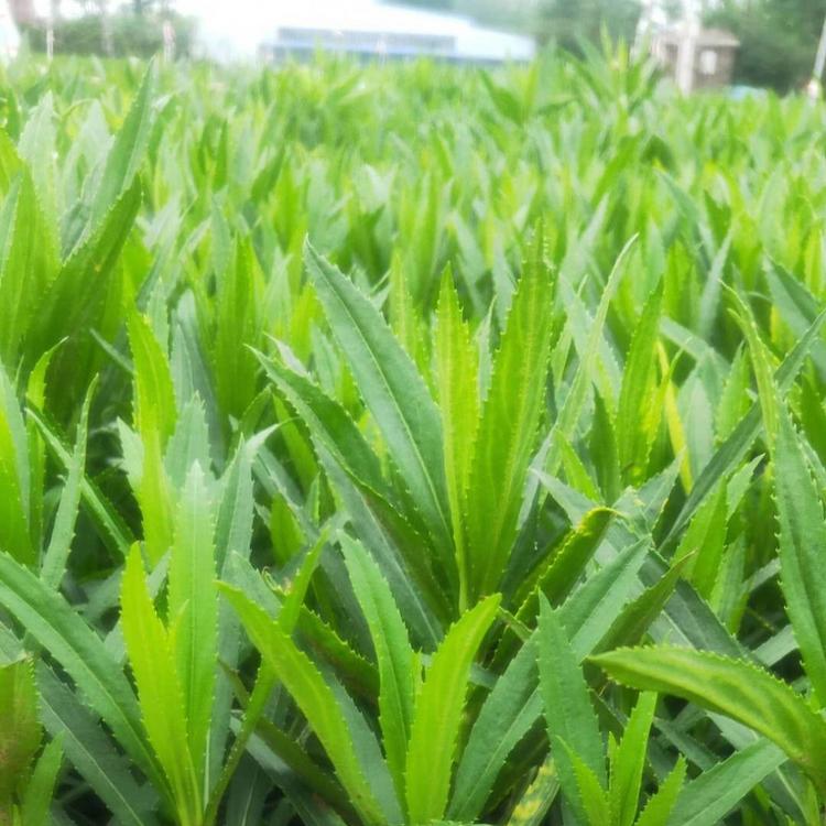 假龙头价格 宿根地被苗
