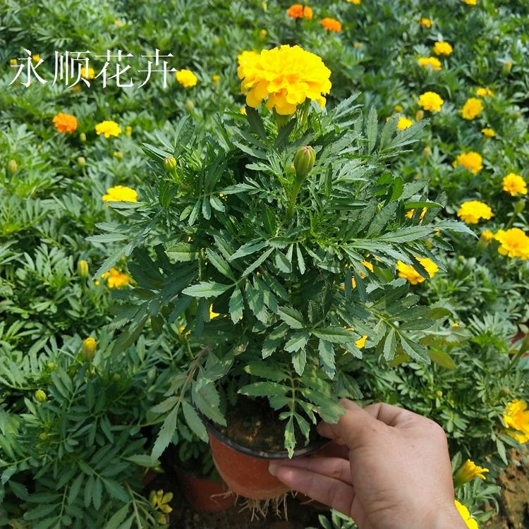 基地大量供应孔雀草 花海花卉孔雀草 孔雀草价格