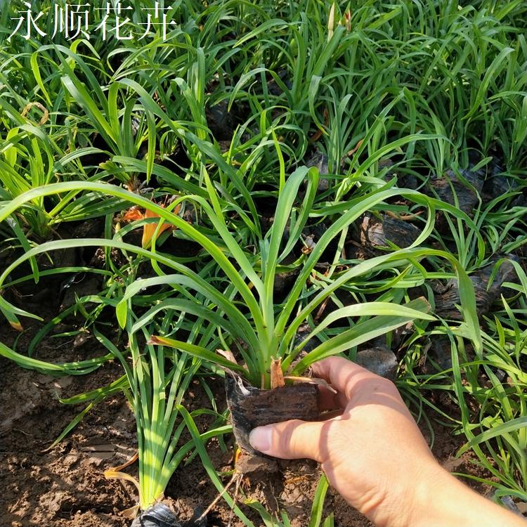 大花萱草 大花萱草价格 基地大量供应大花萱草常绿萱草