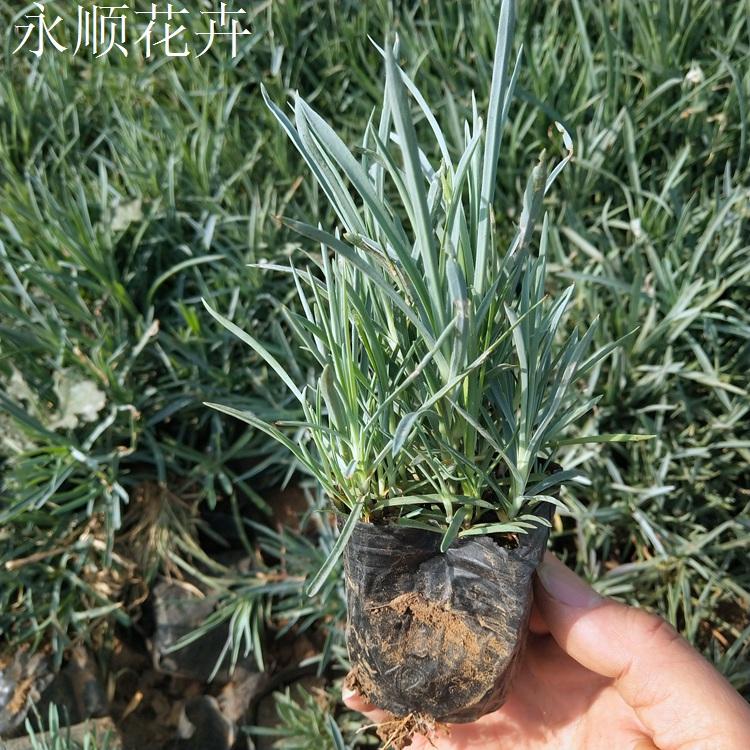 石竹 地被石竹常夏石竹 花海花卉地被石竹价格