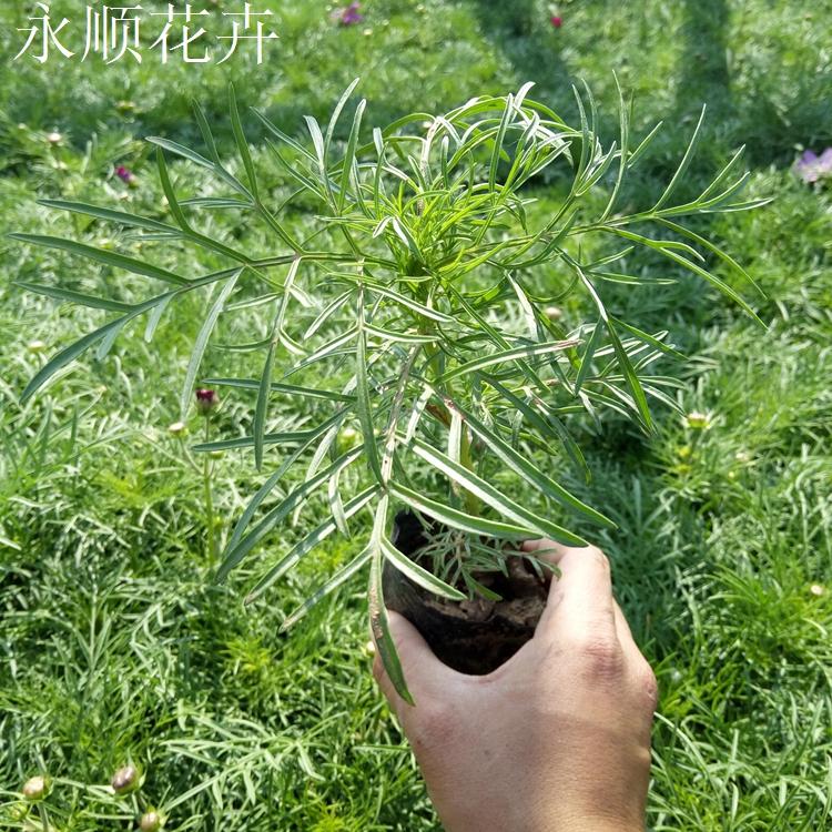 基地大量供应波斯菊 花海用花波斯菊 格桑花批发 秋英价格 大量供应秋英