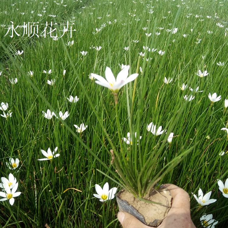 葱兰 白花葱兰价格 葱兰成活率高适应性强 大量供应葱兰