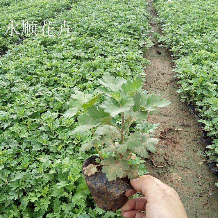 地被菊 花海花卉地被菊 基地大量供应开花多色地被菊 市政园林用地被菊价格
