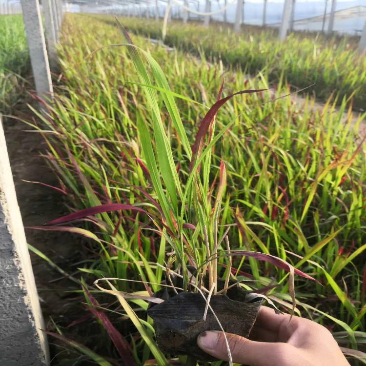 血草价格  血草观赏花