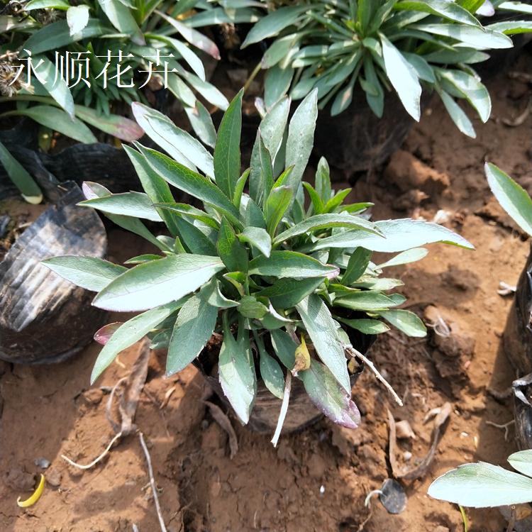 荷兰菊 市政园林用苗荷兰菊 花海花卉荷兰菊价格 宿根荷兰菊