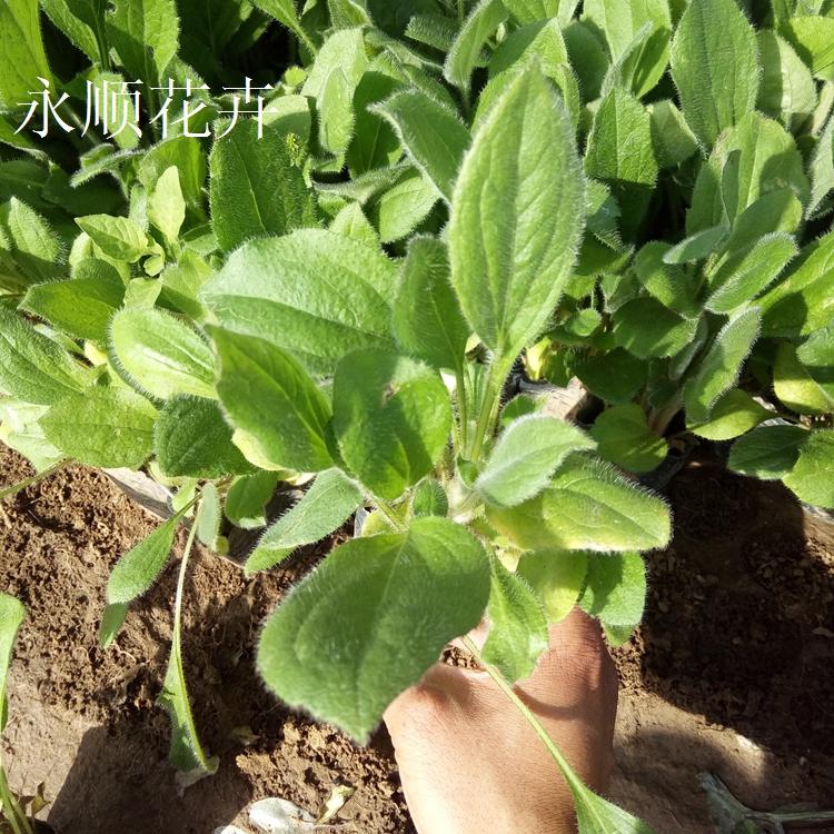 黑心菊 花海花卉黑心菊 市政园林用黑心菊价格 基地大量供应黑心菊