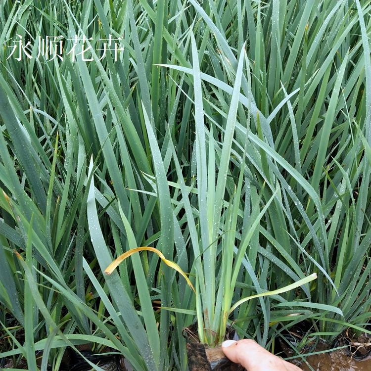 黄菖蒲 水生鸢尾 黄花鸢尾 大量供应黄菖蒲水生鸢尾价格