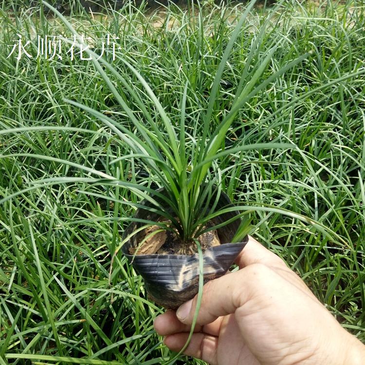麦冬草 大量供应麦冬草 成活率高适应性强 麦冬草价格