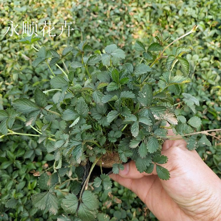 蛇莓 市政园林用蛇莓 大量供应蛇莓 蛇莓价格