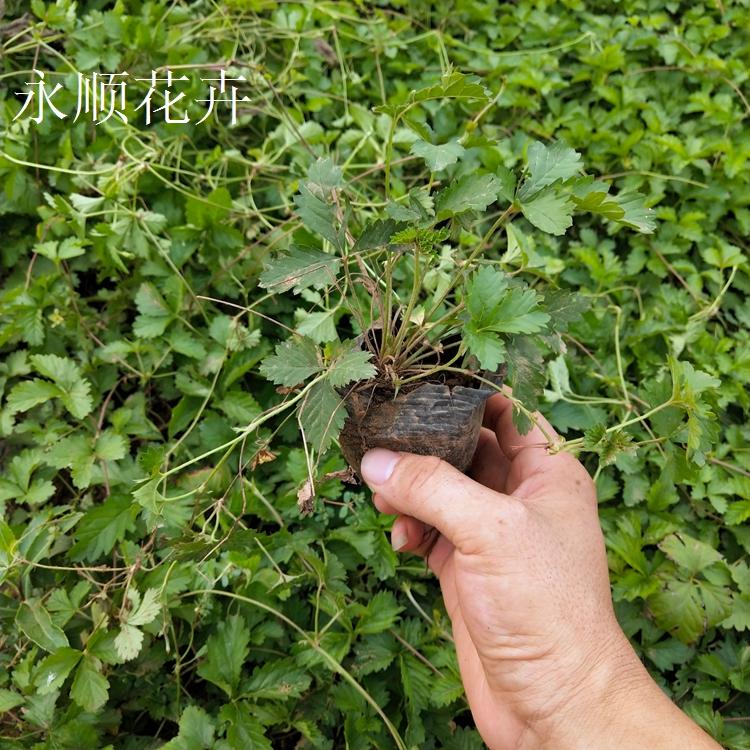 委陵菜 三叶委陵菜 匍匐委陵菜 耐寒成活率高适应性强 大量供应三叶委陵菜价格