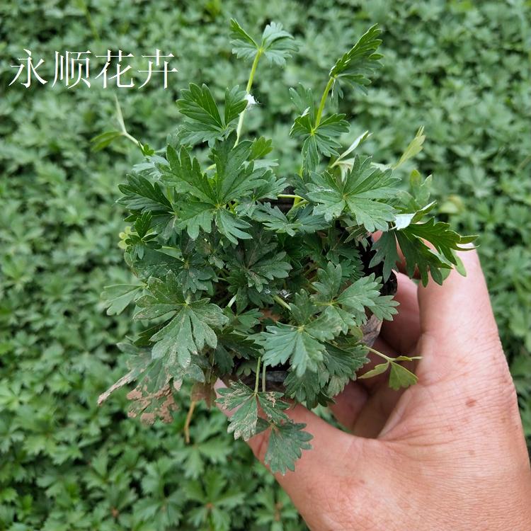 委陵菜 五叶委陵菜 基地大量供应五叶委陵菜 五叶委陵菜价格