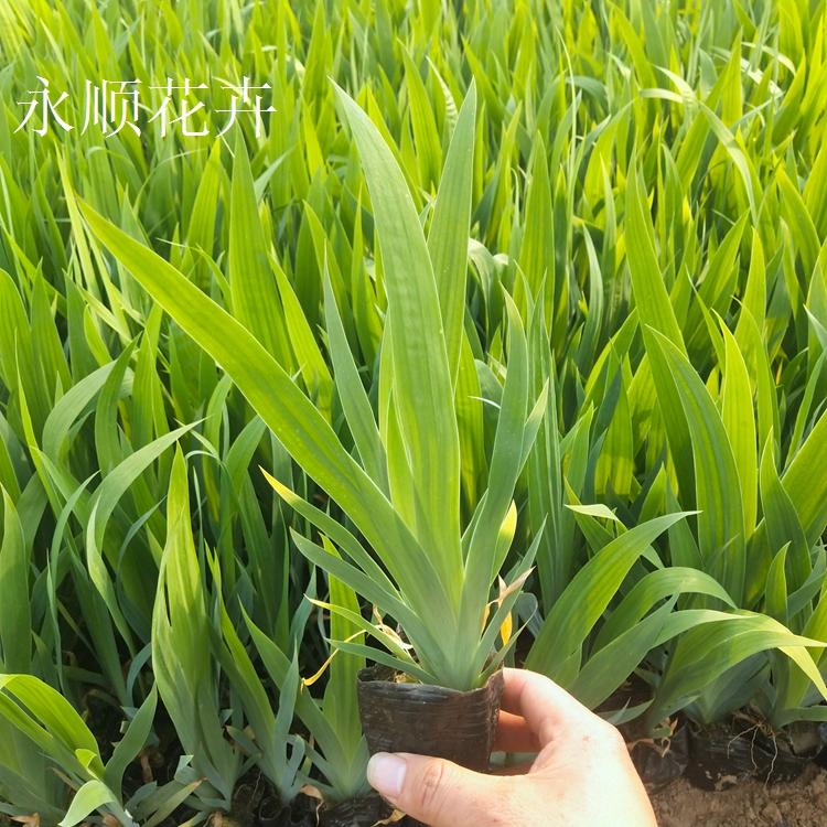 鸢尾 蓝花鸢尾 大量供应鸢尾兰 鸢尾价格