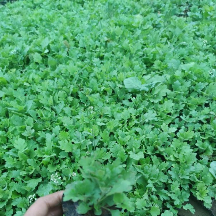 天人菊批发 价格天人菊 天人菊