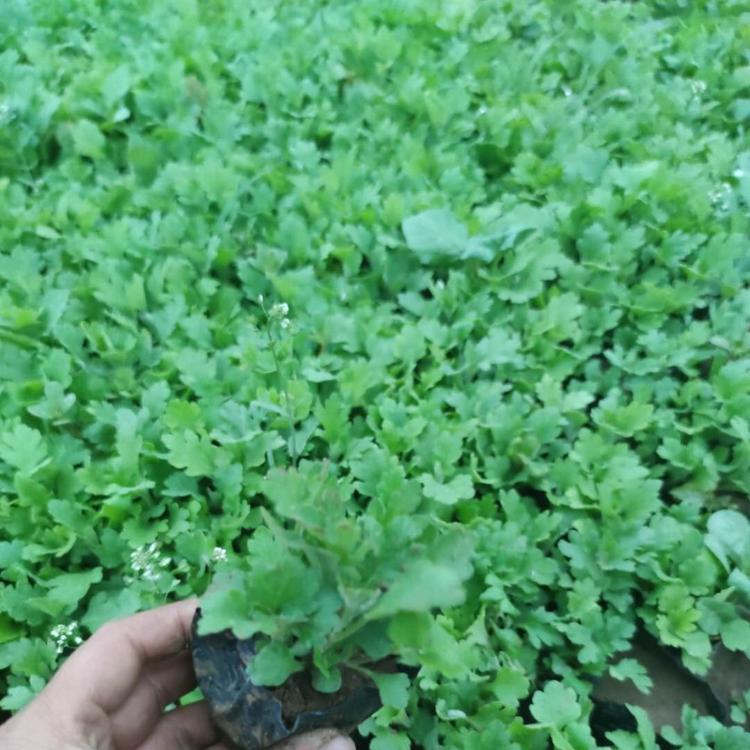 基地批发天人菊 金鸡菊 鼠尾草