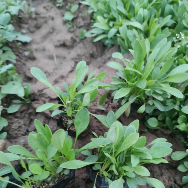 基地批发金鸡菊 金鸡菊小苗基地直销 金鸡菊低价销售