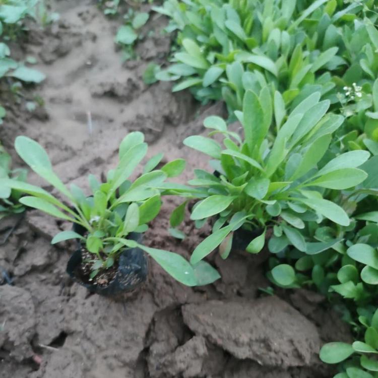 基地批发金鸡菊 金鸡菊小苗基地直销 金鸡菊低价销售 宿根系列
