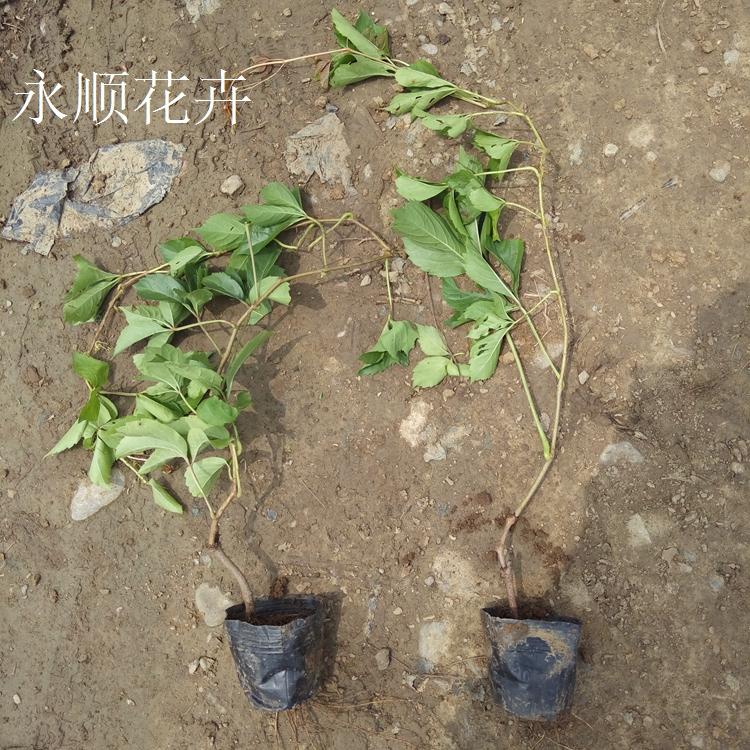 爬山虎 护坡专用五叶地锦 园林绿化五叶地锦价格