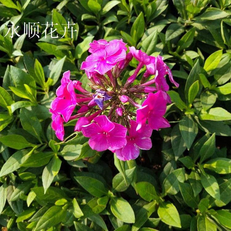 山东青州苗圃基地大量供应宿根福禄考 直立福禄考 美丽大花福禄考价格