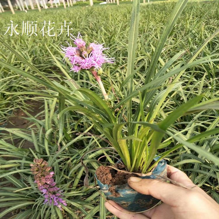 蛇鞭菊 蛇鞭菊花海 大量供应园林绿化蛇鞭菊 蛇鞭菊价格