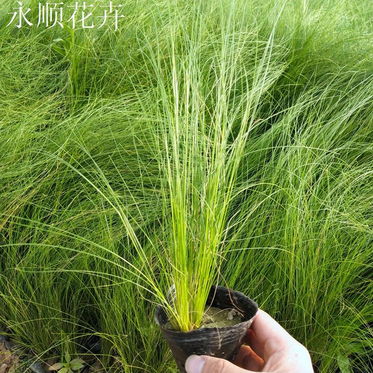 细茎针茅批发 墨西哥羽毛草基地 细茎针芒价格 花境用细茎针茅