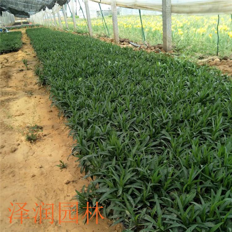 荷兰菊盆苗 变量2】荷兰菊盆苗电话咨询