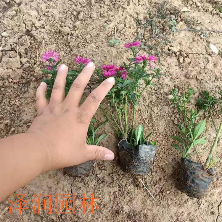 荷兰菊穴盘苗 变量2】荷兰菊穴盘苗电话咨询