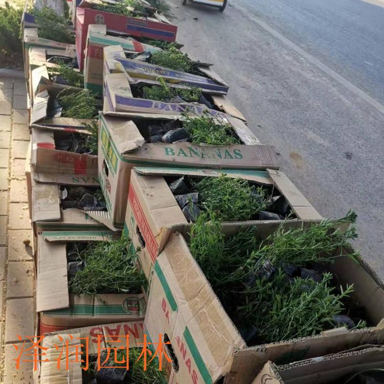 荷兰菊 变量2】荷兰菊电话咨询