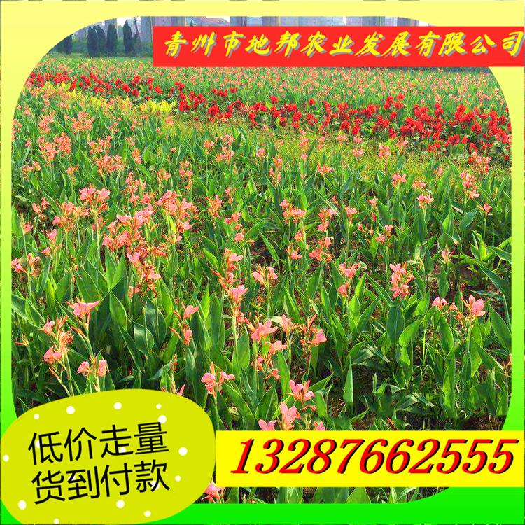 水生美人蕉批发美人蕉直供美人蕉花卉基地欢迎致电咨询