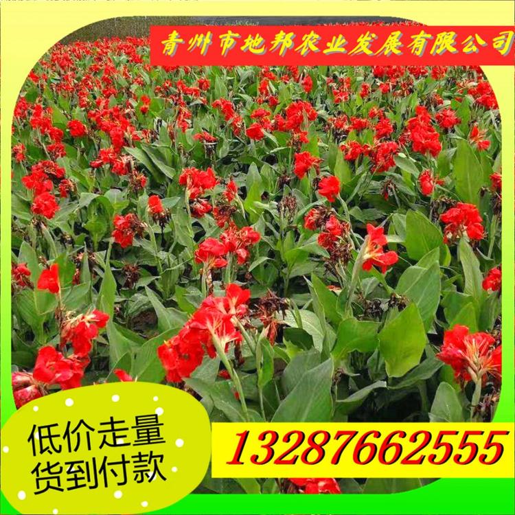 水生美人蕉 美人蕉批发 美人蕉价格 美人蕉基地 地欢迎致电咨询
