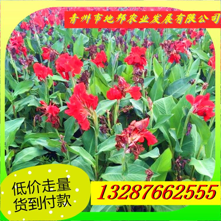 看实拍买好货 就来地邦选购 水生美人蕉 红花美人蕉 花色齐全