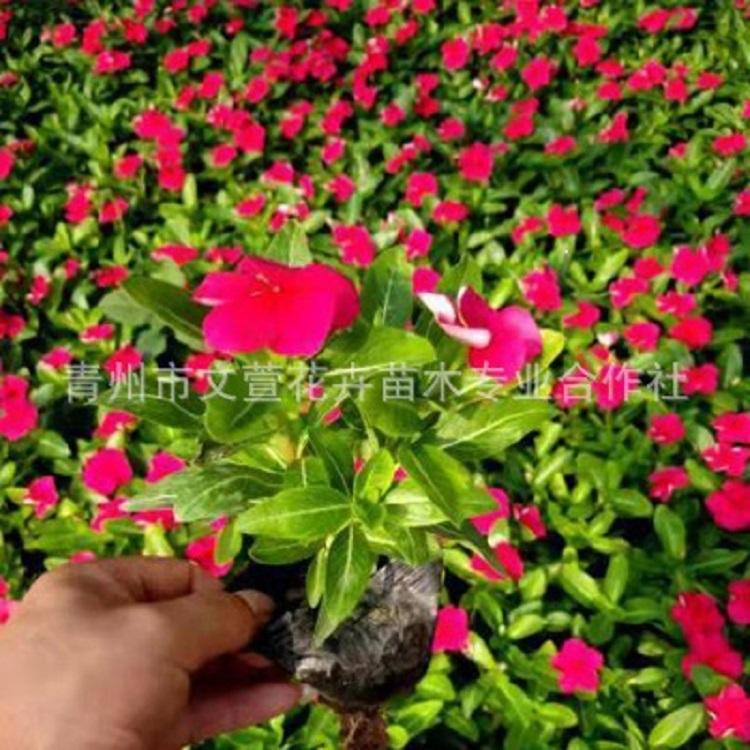 长春花大量批发 批发基地 山东长春花