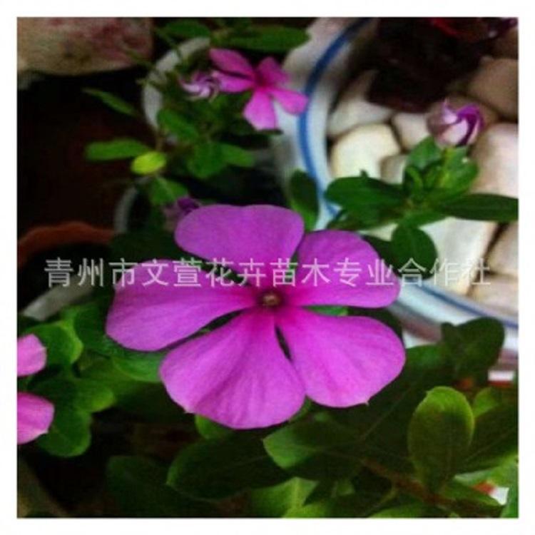 长春花小苗报价 现货供应 山东长春花小苗