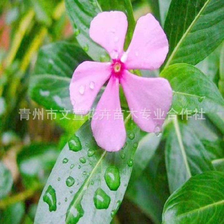 长春花小苗报价 批发基地 青州长春花小苗