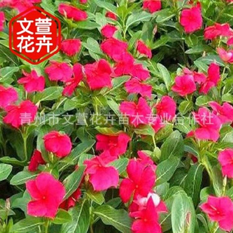 长春花大量批发 苗圃供应现货 青州长春花
